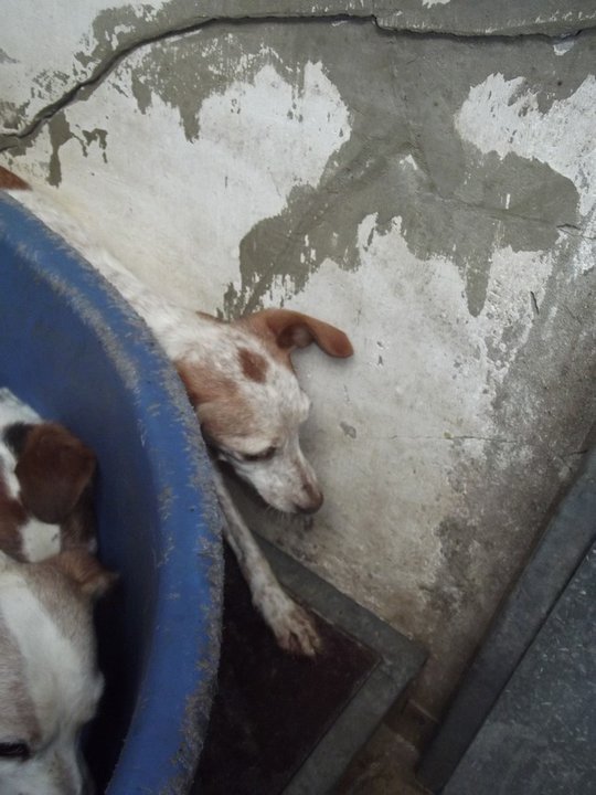 Quand un particulier se laisse déborder - retrait de 47 chiens le 5/08/2011 à Béthune (62) 26247312