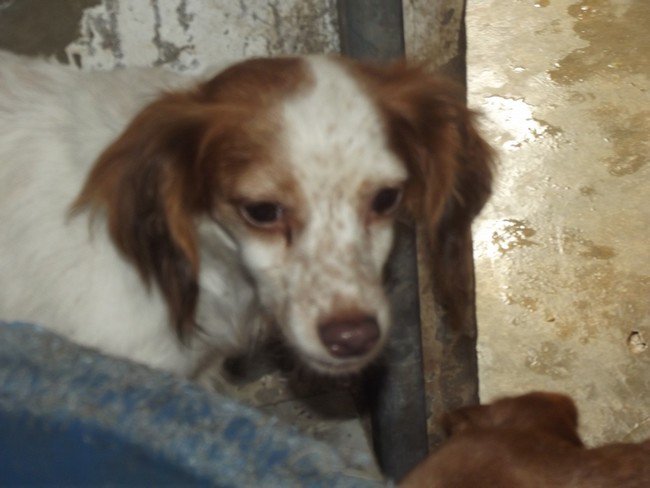 Quand un particulier se laisse déborder - retrait de 47 chiens le 5/08/2011 à Béthune (62) 28257612