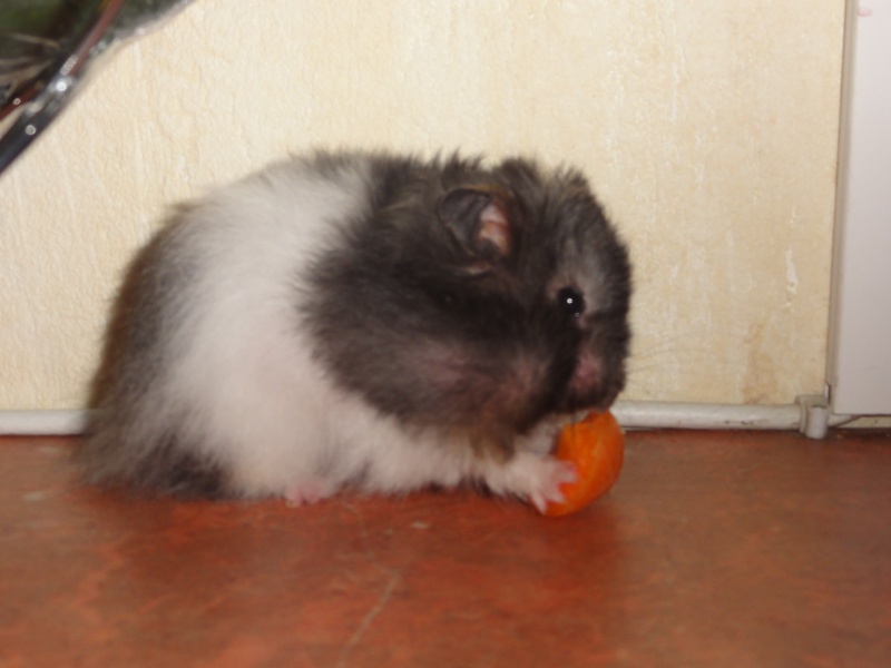 Dpt 48 - Olive ,petite hamster angora (partie avec les anges..) Dsc00710