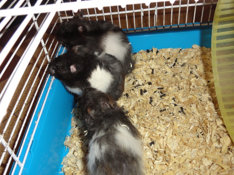 3 femelles hamsters syriens 1 pie noire et blanche(en FA chez Tikins) et 2 angoras grise et blanche,âge inconnu cherchent adoptants ou Fa.(48) Hamham10