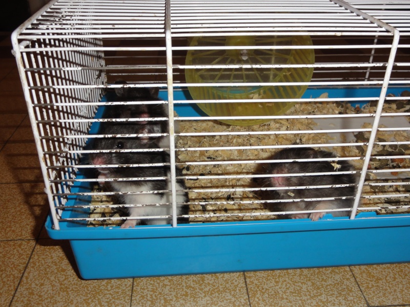3 femelles hamsters syriens 1 pie noire et blanche(en FA chez Tikins) et 2 angoras grise et blanche,âge inconnu cherchent adoptants ou Fa.(48) Hamham11