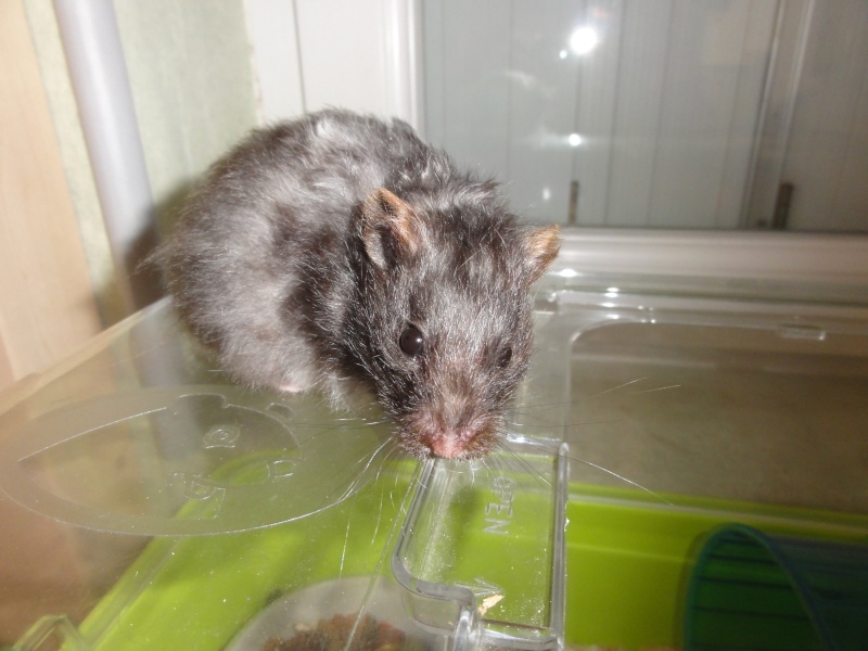 3 femelles hamsters syriens 1 pie noire et blanche(en FA chez Tikins) et 2 angoras grise et blanche,âge inconnu cherchent adoptants ou Fa.(48) Hamham14