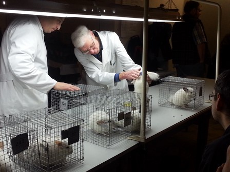 Expo de beauté chinchillas en Allemagne White_16