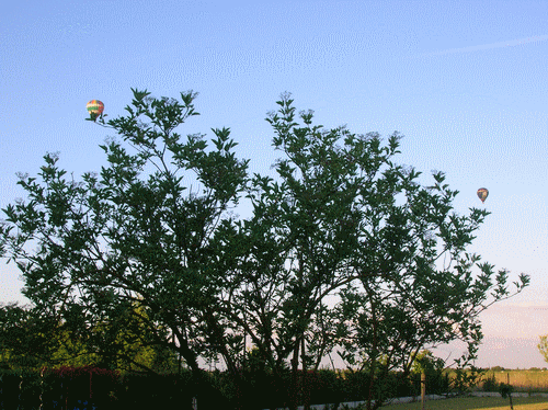 Entre ciel et parasol Dscn5011