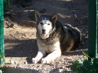 HURON - mâle husky de 11ans né en 1998 dans le (83)DECEDE Photo117