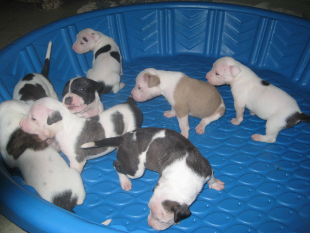 APBT pups for sale Img_1411