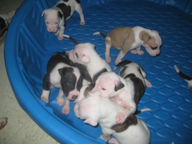 APBT pups for sale Img_1412