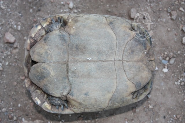 identification des dix tortues de ma grand mere 1212