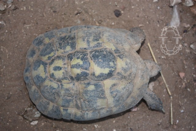 identification des dix tortues de ma grand mere 1511