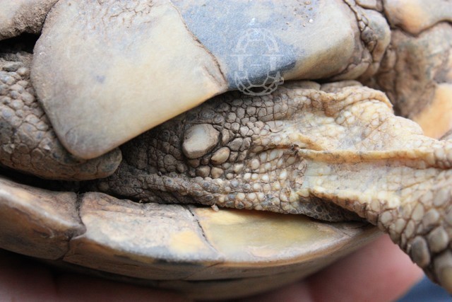 identification des dix tortues de ma grand mere 2210