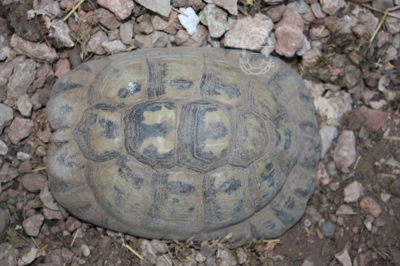 identification des dix tortues de ma grand mere 326