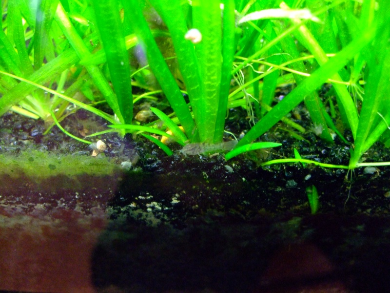 Repro de corydoras? - Page 3 Dscf3224