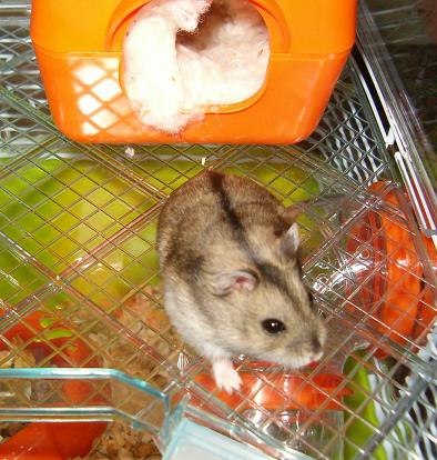 Hamster femelle Male_110
