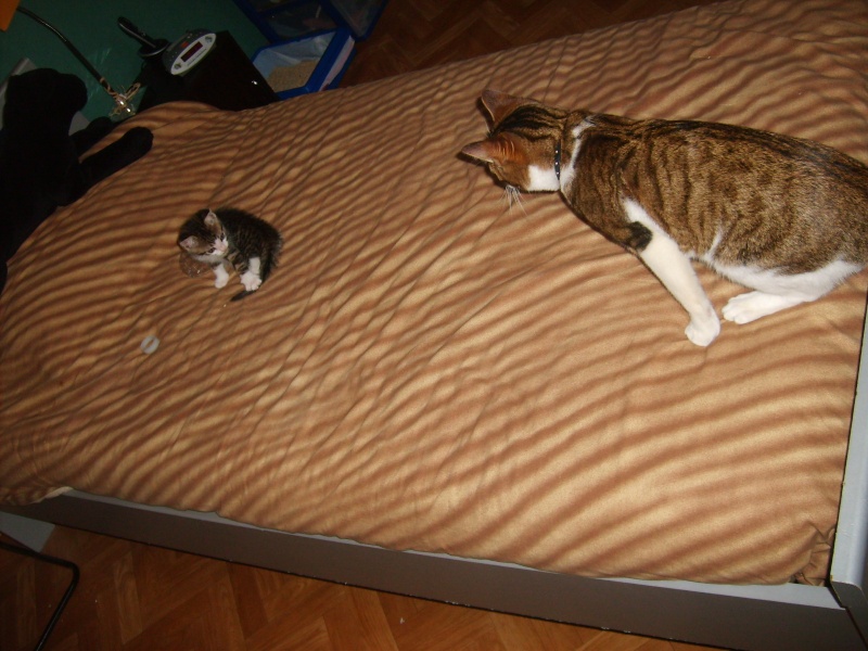 Rencontre Coddy ( mon chat ) et le petit chaton :) S5000711