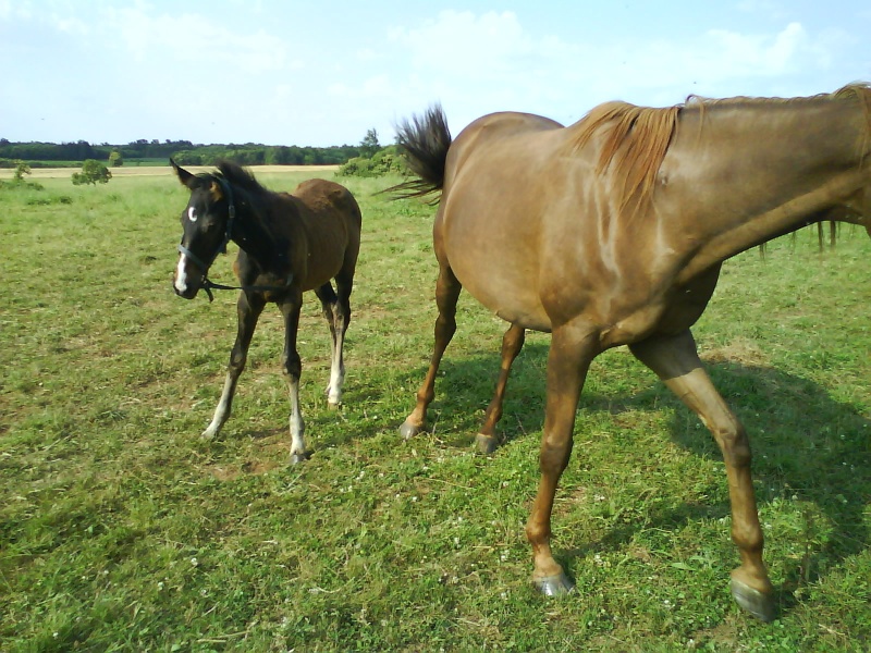 Vasy Fleur de Lys et son fils Sheyranlys Chevau43