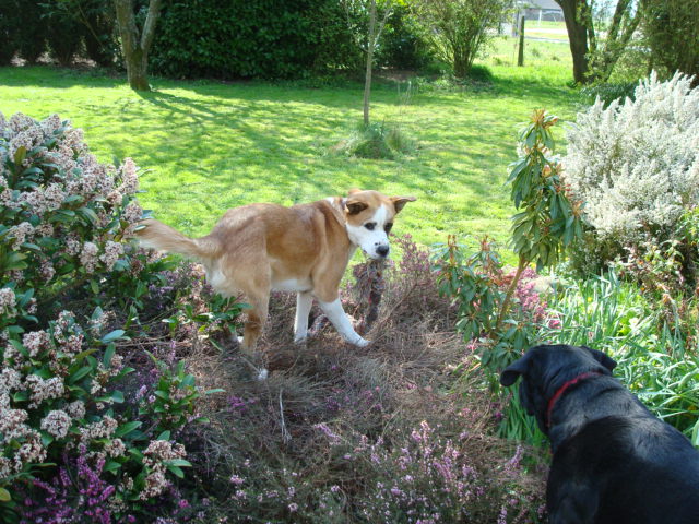 Sultan croisé Saint-Bernard 2 ans CAPPA (27) Croise10