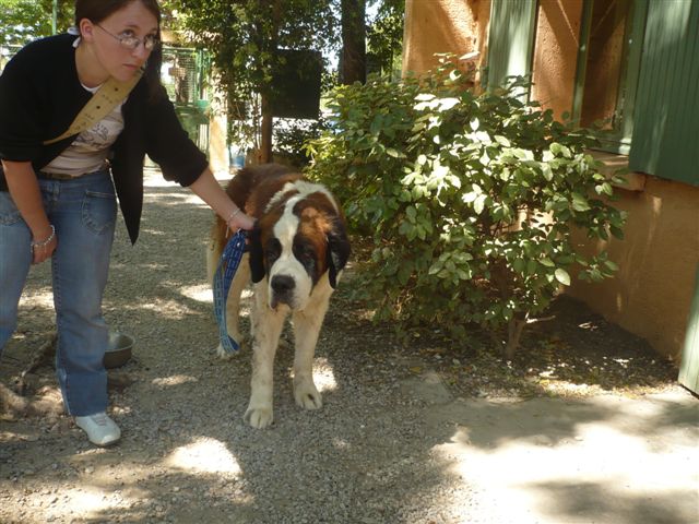 OUROS : URGENT ST BERNARD EN DETRESSE!!!!!!!!!!!!!! P1020114