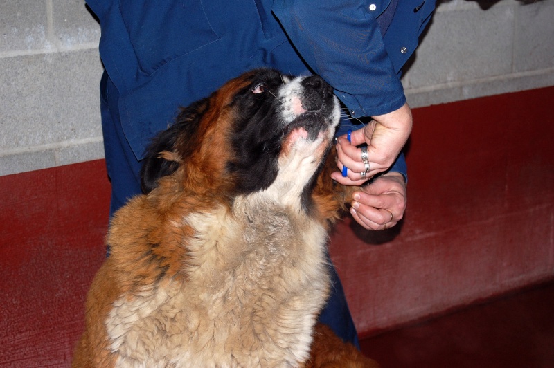 SCBE SAINT-BERNARD DE 19 MOIS DE VERVIERS (BELGIQUE) Saint_17