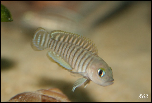 NEOLAMPROLOGUS MULTIFASCIATUS Multi111