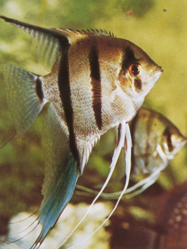 Le malattie nei pesci d'acquario Scalar10