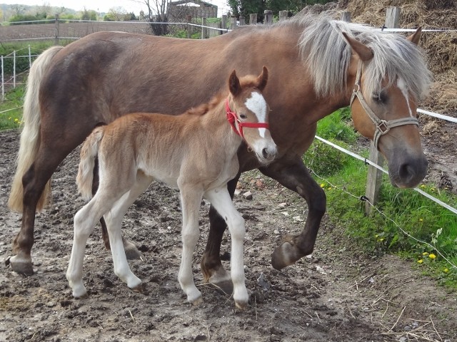 Bloody Mary, ponette D 8 ans [62] 2012-081