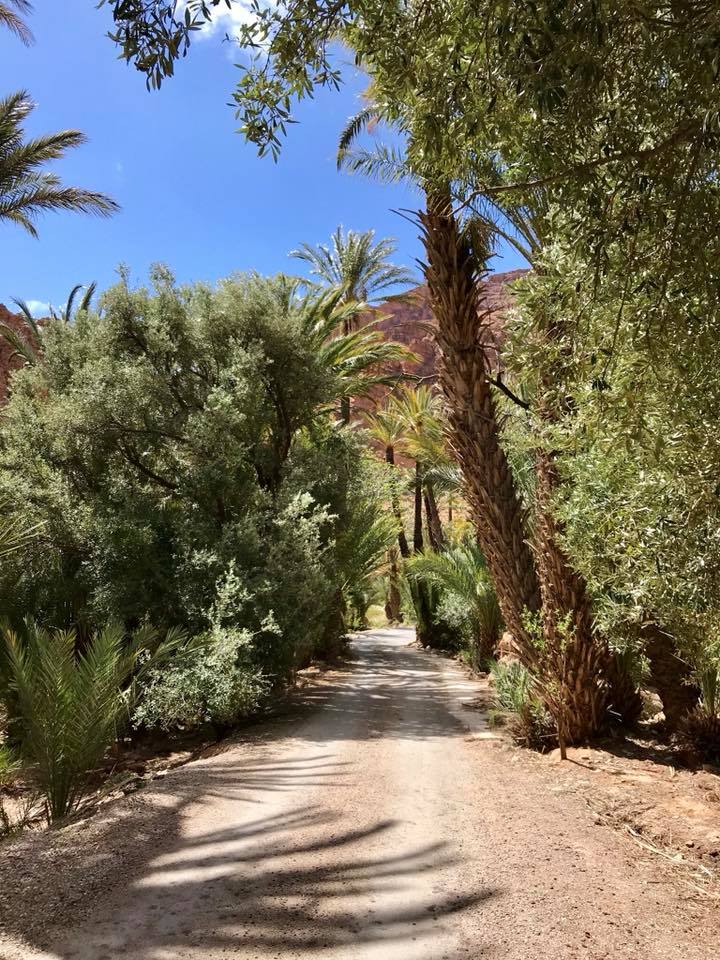Le Maroc : avril 2020 - Page 2 31344510