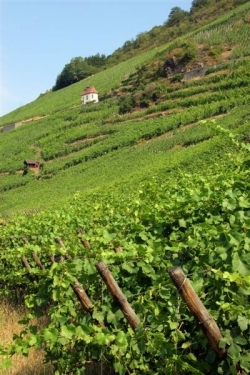 Les Vins d'ALSACE Rangen13