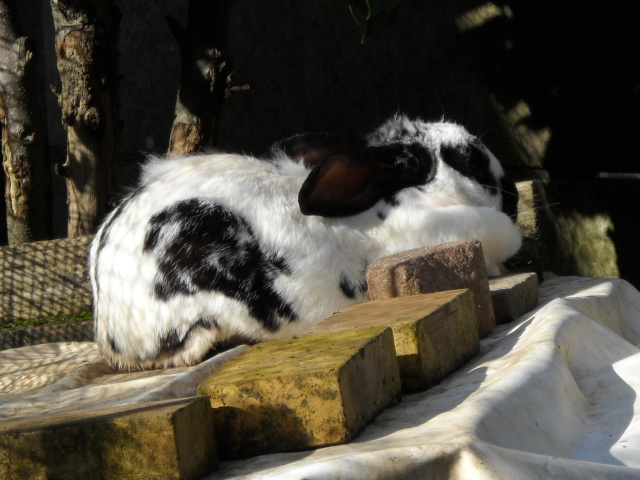 Notre lapin géant papillon. Bet_0210