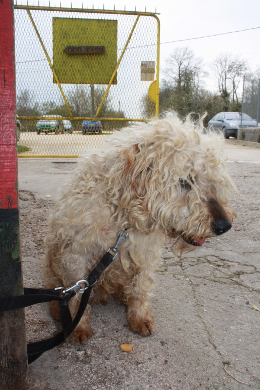 BOTOX soft coated wheaten terrier né 2006 refuge du Mordant Avril_22