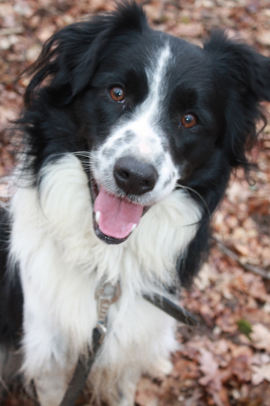 FEVRIER X Border Collie né le 15/05/2010 Refuge du Mordant  Fav20137