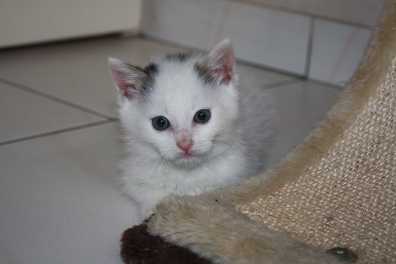 Hercule chaton mâle blanc tâche et queue tabby né mi mai refuge du Mordant Img_4011