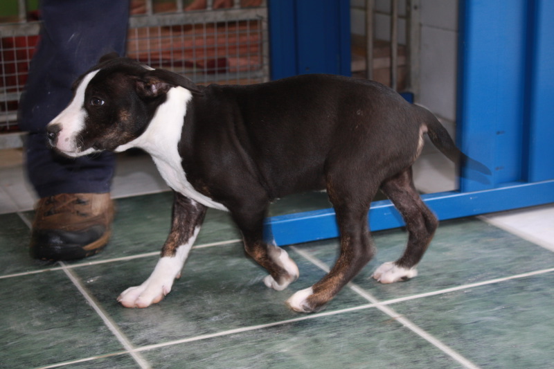 Euthanasie demain de deux chiots staff de 3 mois Juill106