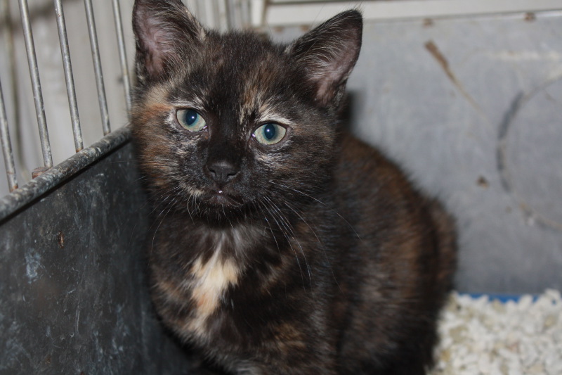 chaton femelle écaille de tortue - Refuge du Mordant Juille19