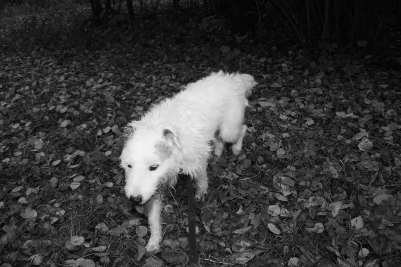 CORTEX - x fox terrier blanc 8 ans  (3 ans de refuge)  - Refuge du Mordant à Toul (54) Oct_1253