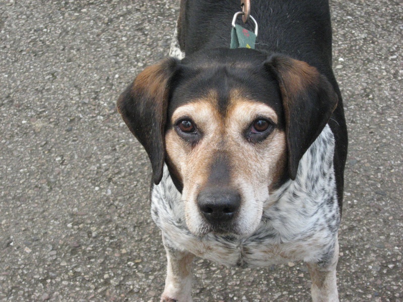 poutchy crois beagle - dpartement 54 Poutch10