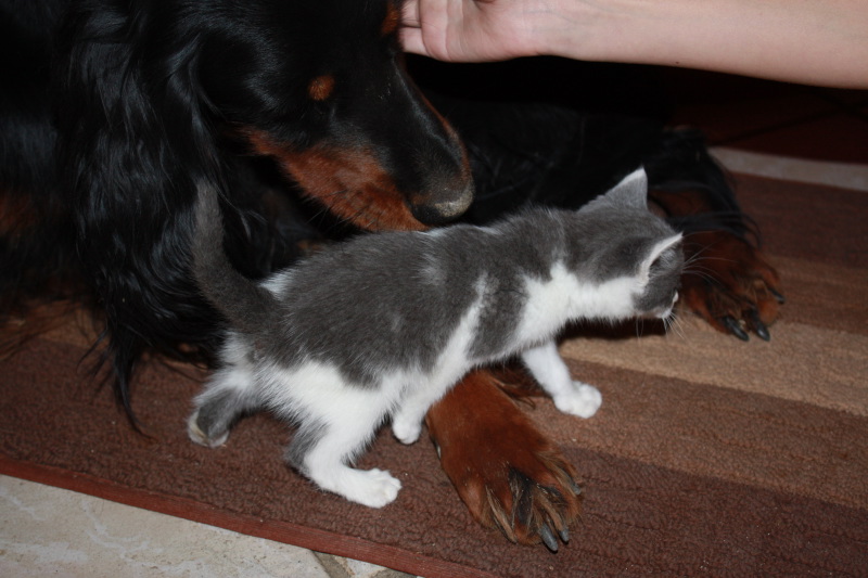 chatons nés 01/08/2011 cherchent familles Sept_138