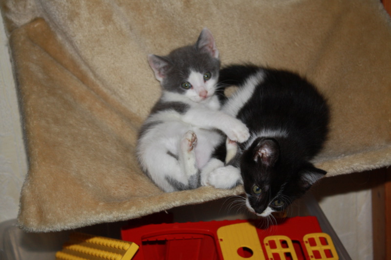 chatons nés 01/08/2011 cherchent familles Sept_172