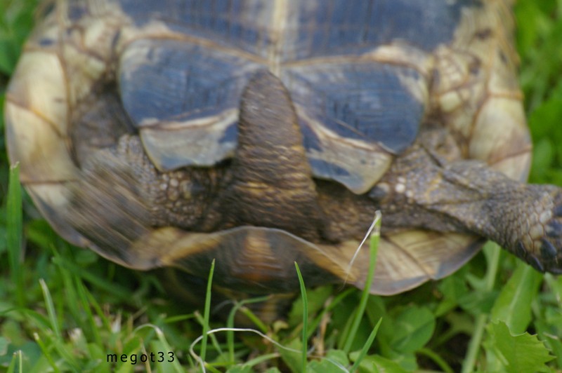 tortue noire ??? Nico_j27