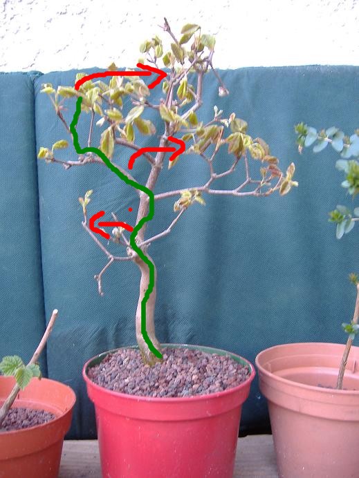 acer monspessulanum (photo bonsaï) Dscf2610