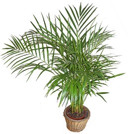 difference sur 2 palmiers Areca-10