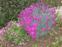 fleurs de marc et mario - Page 3 Img_0064