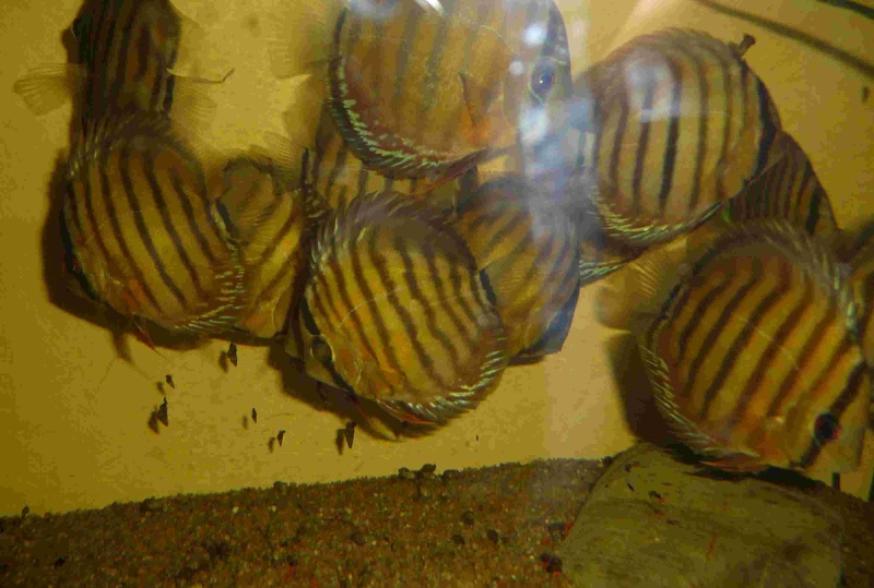 Groupe de Symphysodon aequifasciatus haraldi Manacapuru P1140625