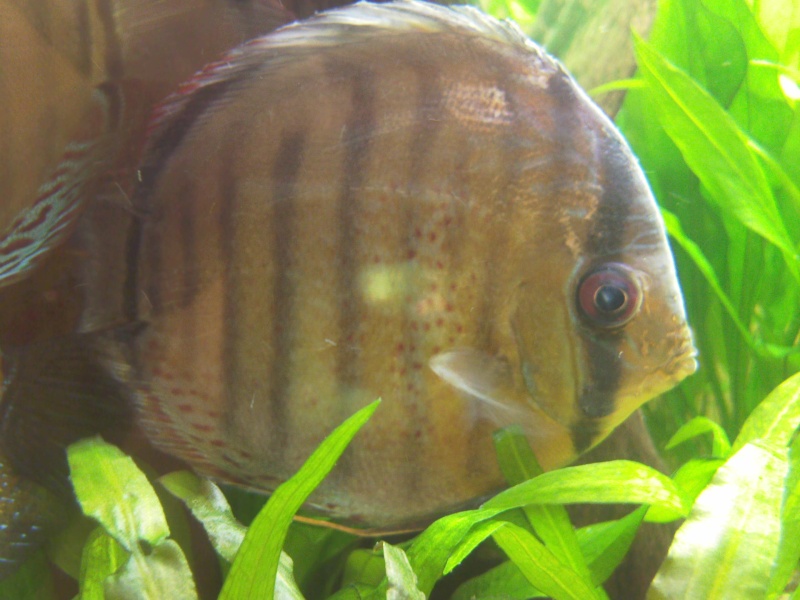 Discus - Discus Sauvages - Page 3 Photos11