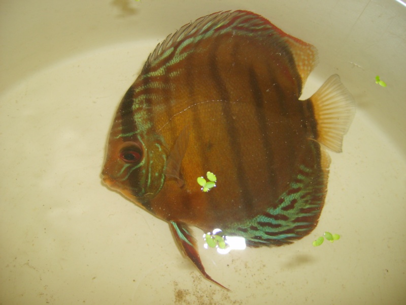 Mes discus sauvages dans mon 450 litres S6007111