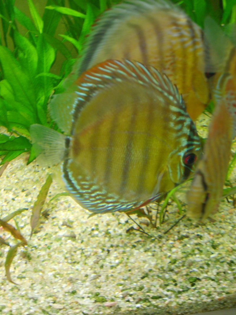 Mes Discus Sauvages S6007413