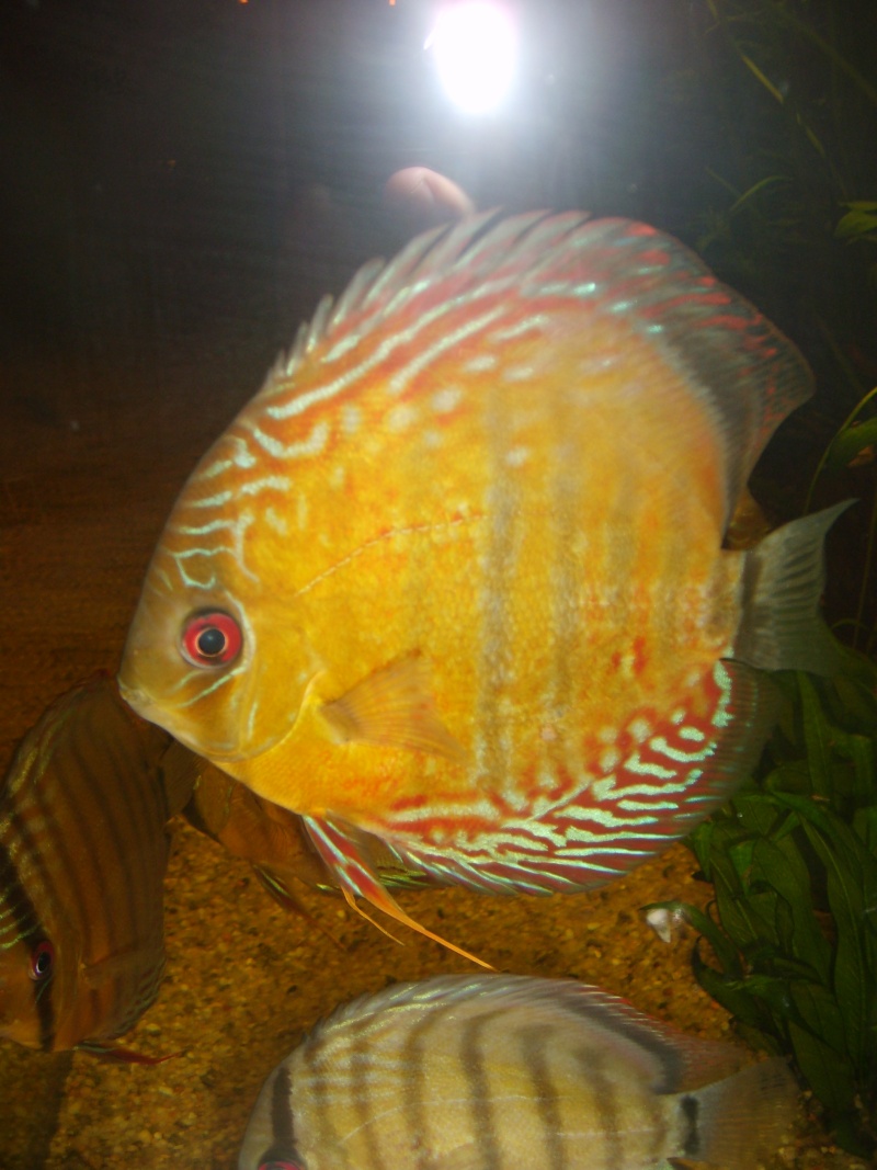 Mes Discus Sauvages S6008010