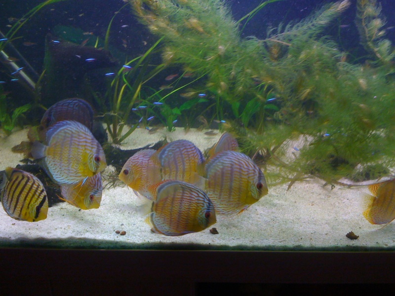 Discus - Guppys et discus sauvages. Sauvag10