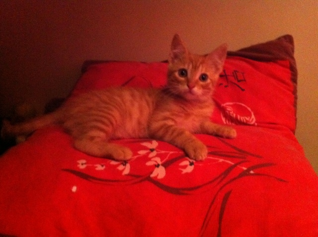  Gallagher, chaton roux environ 2 - 3 mois - M Gallag10