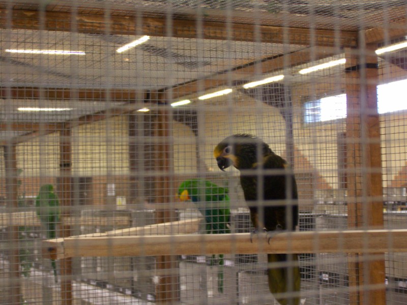 30éme Salon des oiseaux de la voliere Noeuxoise 100_0911