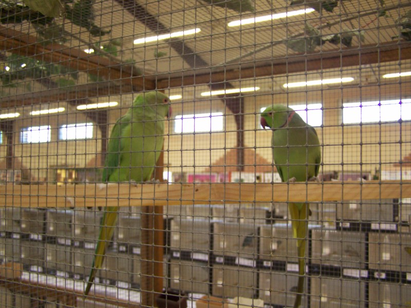 30éme Salon des oiseaux de la voliere Noeuxoise 100_0918